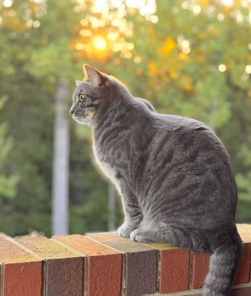 picture of the cat needing adoption