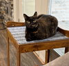 *Calliope - Photo 4