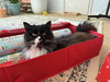 *Enid - Photo 1