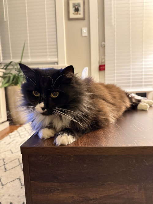 *ENID - Domestic Long Hair available for adoption