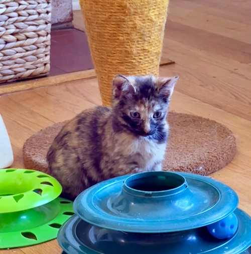 *NUTMEG - Domestic Short Hair available for adoption