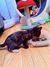 *Cinnamon - Photo 2