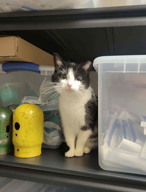 *ROBIN - Domestic Short Hair available for adoption