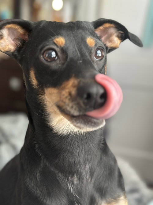 Millie, an adoptable German Pinscher in Forest, VA