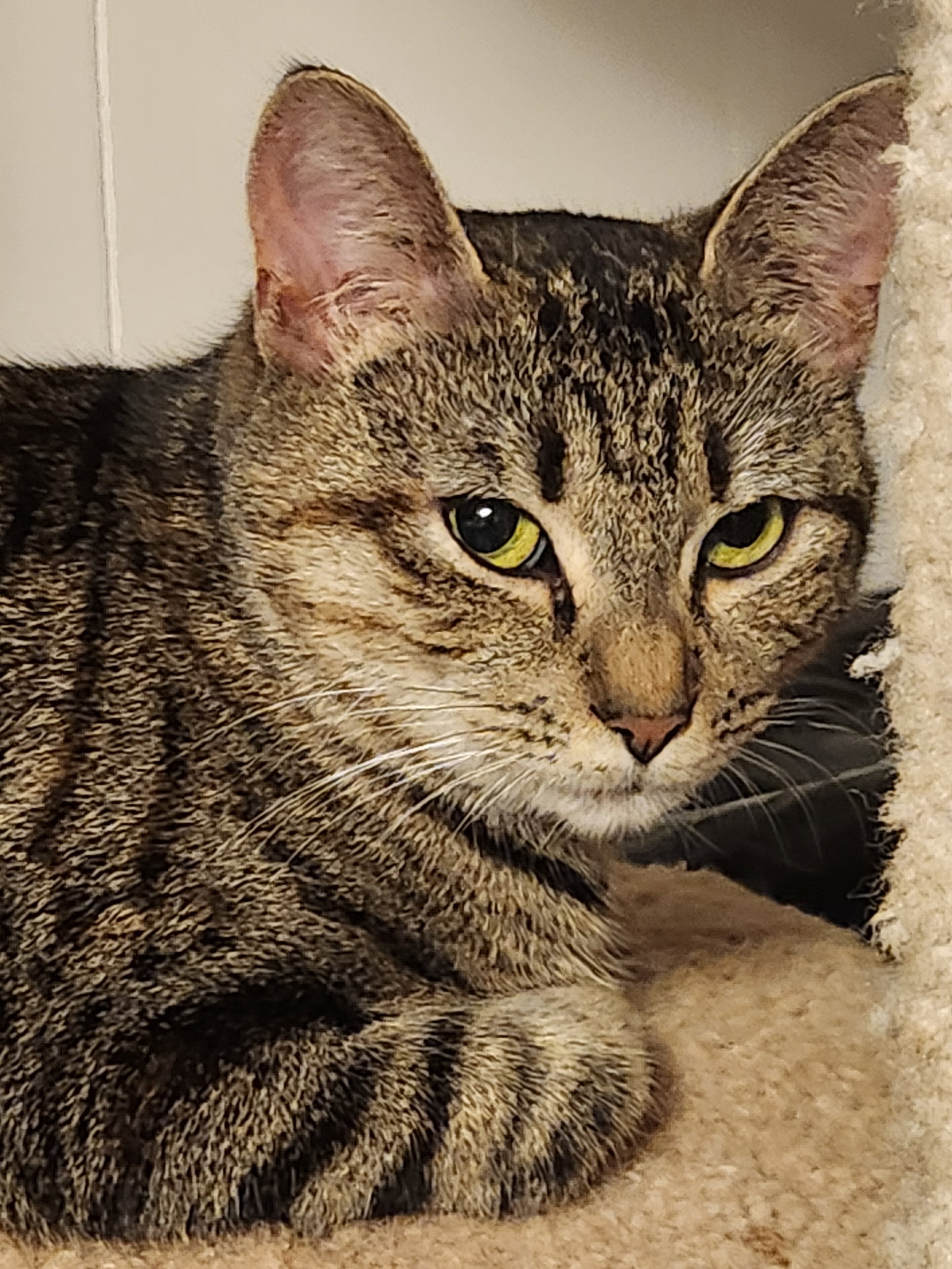 *Maya