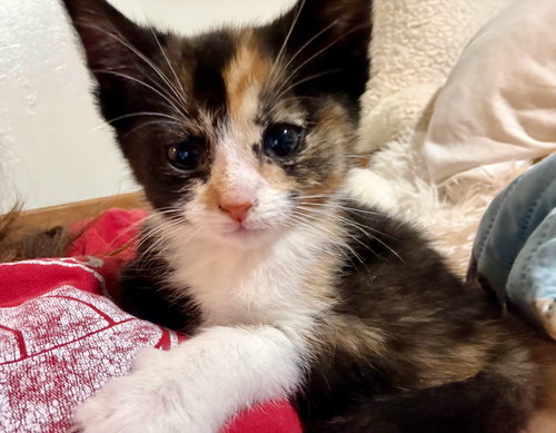 picture of the cat needing adoption