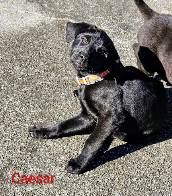 Caesar