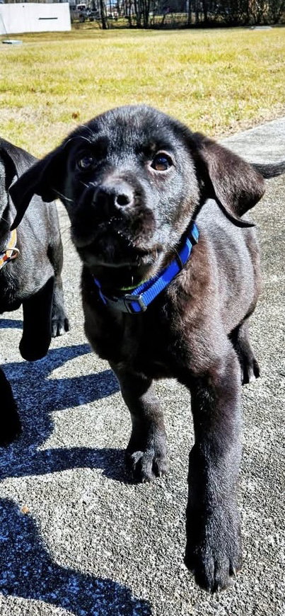 Brutus