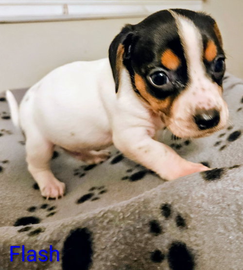 picture of the dog needing adoption