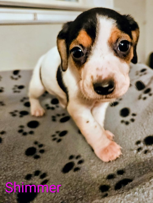 picture of the dog needing adoption