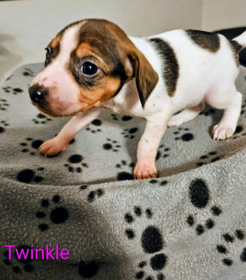 picture of the dog needing adoption