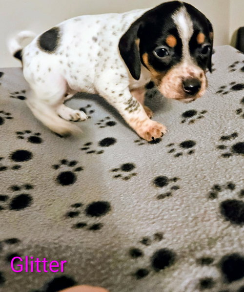 picture of the dog needing adoption