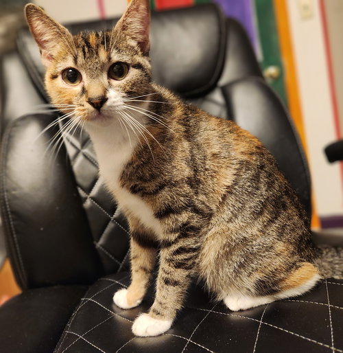 picture of the cat needing adoption