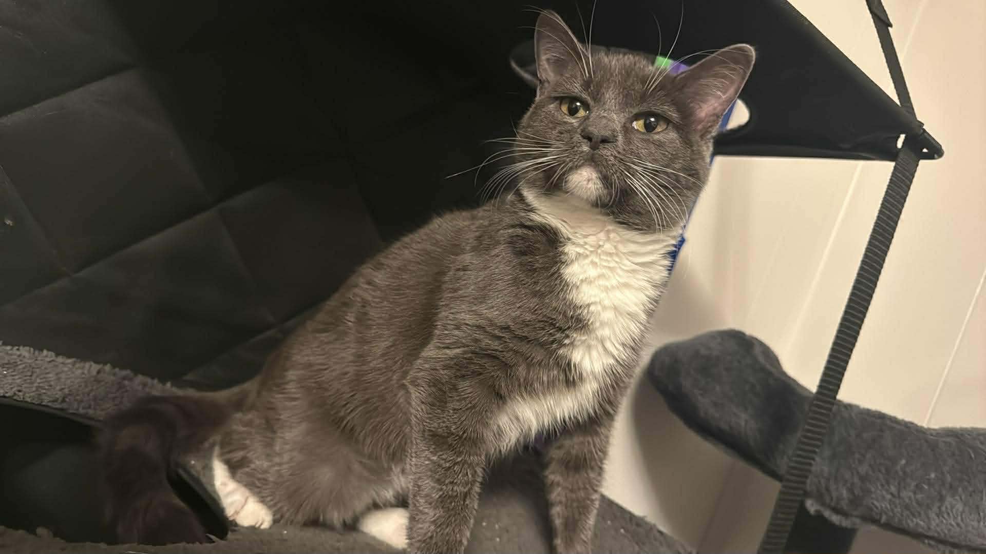 Mushroom - Domestic Short Hair
