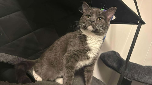 picture of the cat needing adoption