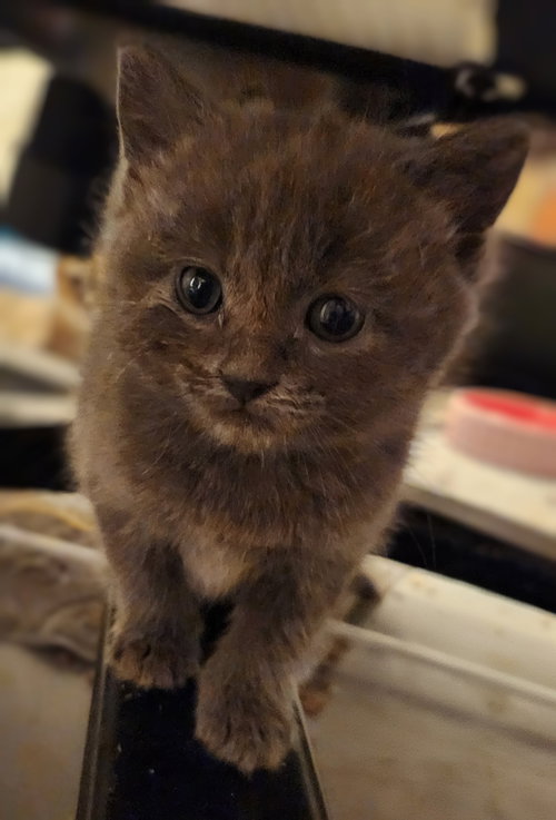 picture of the cat needing adoption