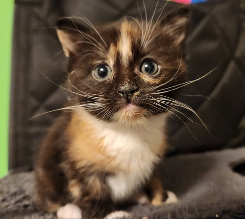 picture of the cat needing adoption