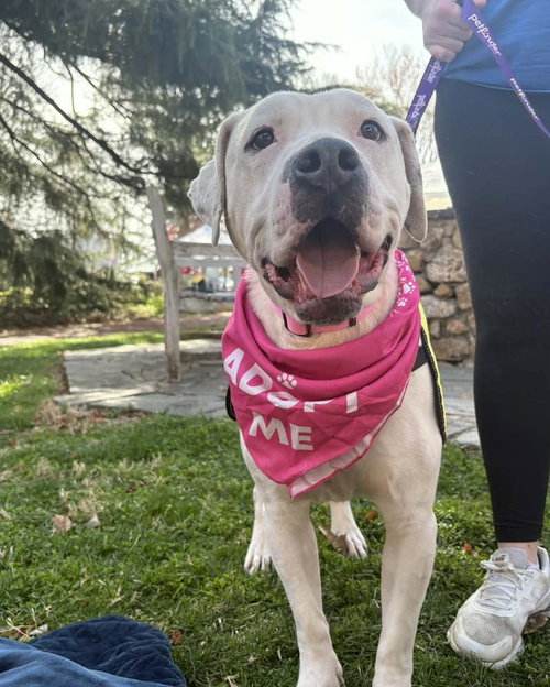 picture of the dog needing adoption