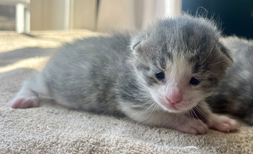 *Tinker, an adoptable Domestic Short Hair in Forest, VA