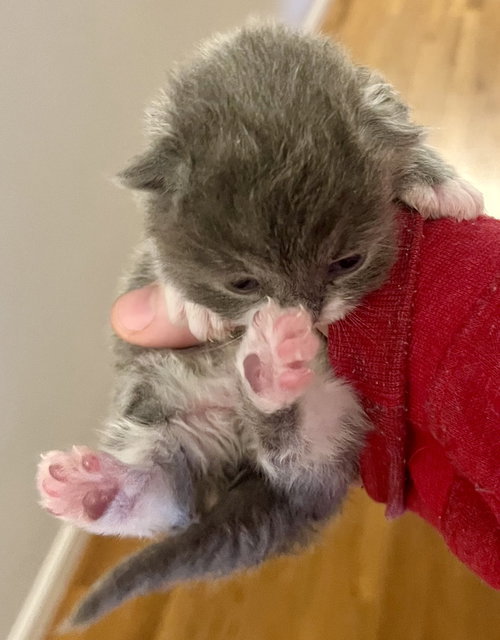 *Peter Pan, an adoptable Domestic Short Hair in Forest, VA