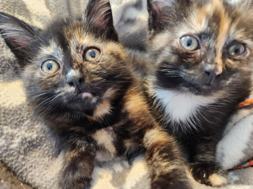 *Pixie, an adoptable Domestic Short Hair in Forest, VA