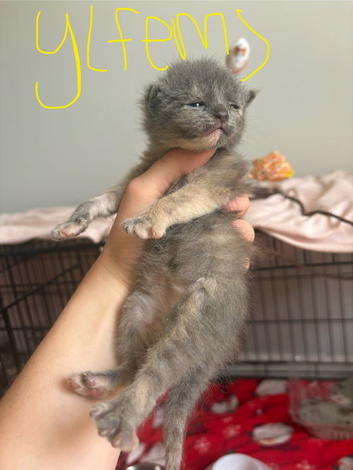 *Buttercup photo 3