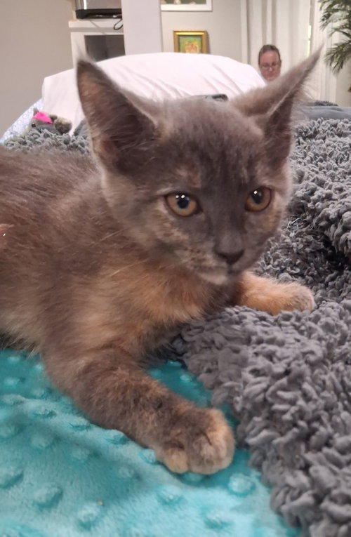 *Buttercup, an adoptable Domestic Short Hair in Forest, VA