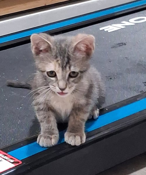 *Mia, an adoptable Dilute Calico in Forest, VA