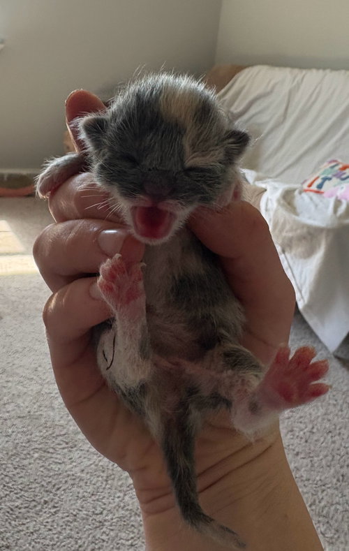 *Mittens photo 5