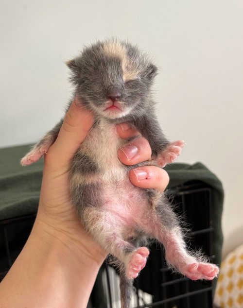 *Mittens photo 4
