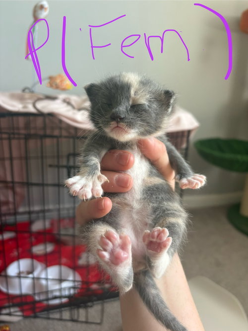 *Mittens photo 3