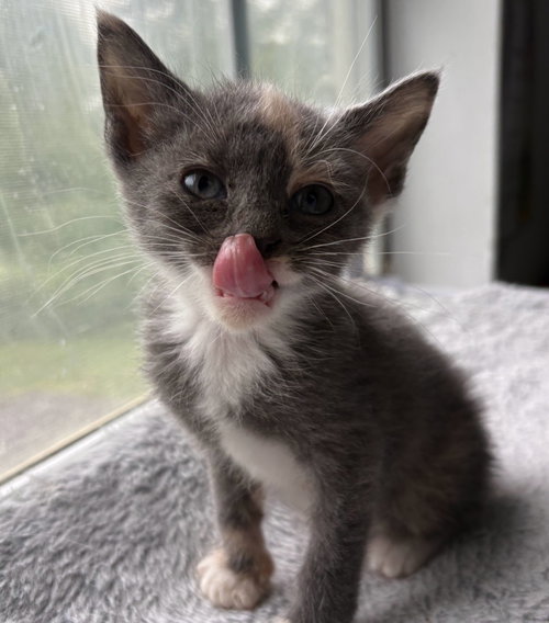 *Mittens photo 2