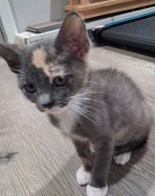 *Mittens, an adoptable Domestic Short Hair in Forest, VA