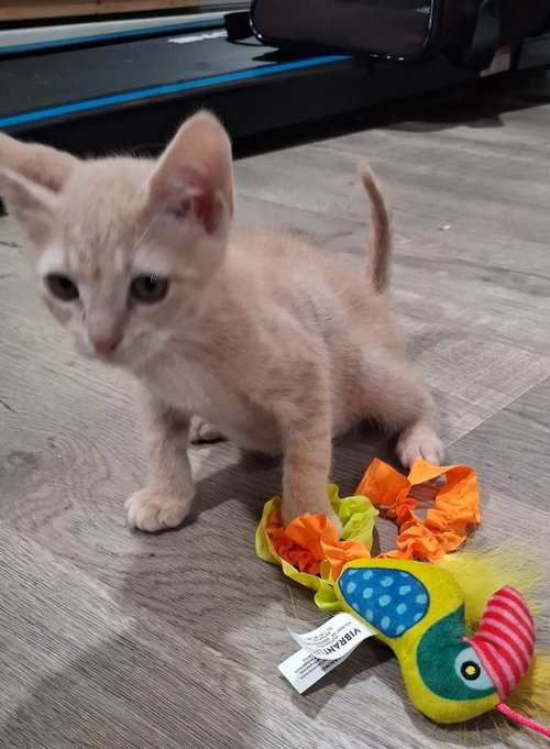 *Ginger, an adoptable Domestic Short Hair in Forest, VA