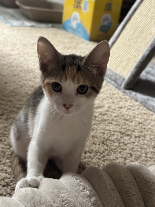 *Skittles, an adoptable Domestic Short Hair in Forest, VA