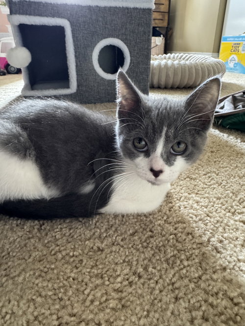 *KitKat, an adoptable Domestic Short Hair in Forest, VA