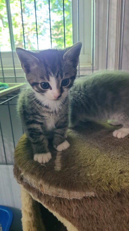 *Pigeon, an adoptable Domestic Short Hair in Forest, VA