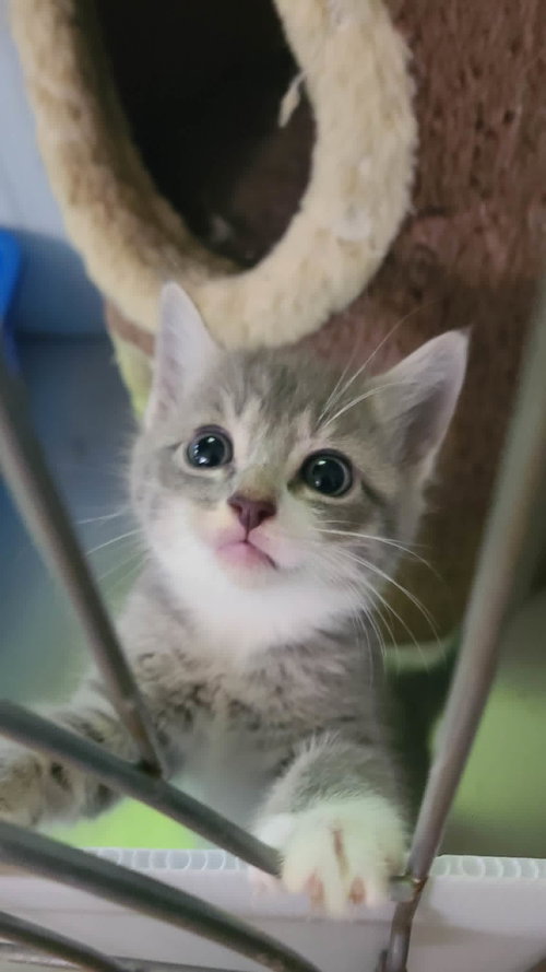 *Dove, an adoptable Domestic Short Hair in Forest, VA