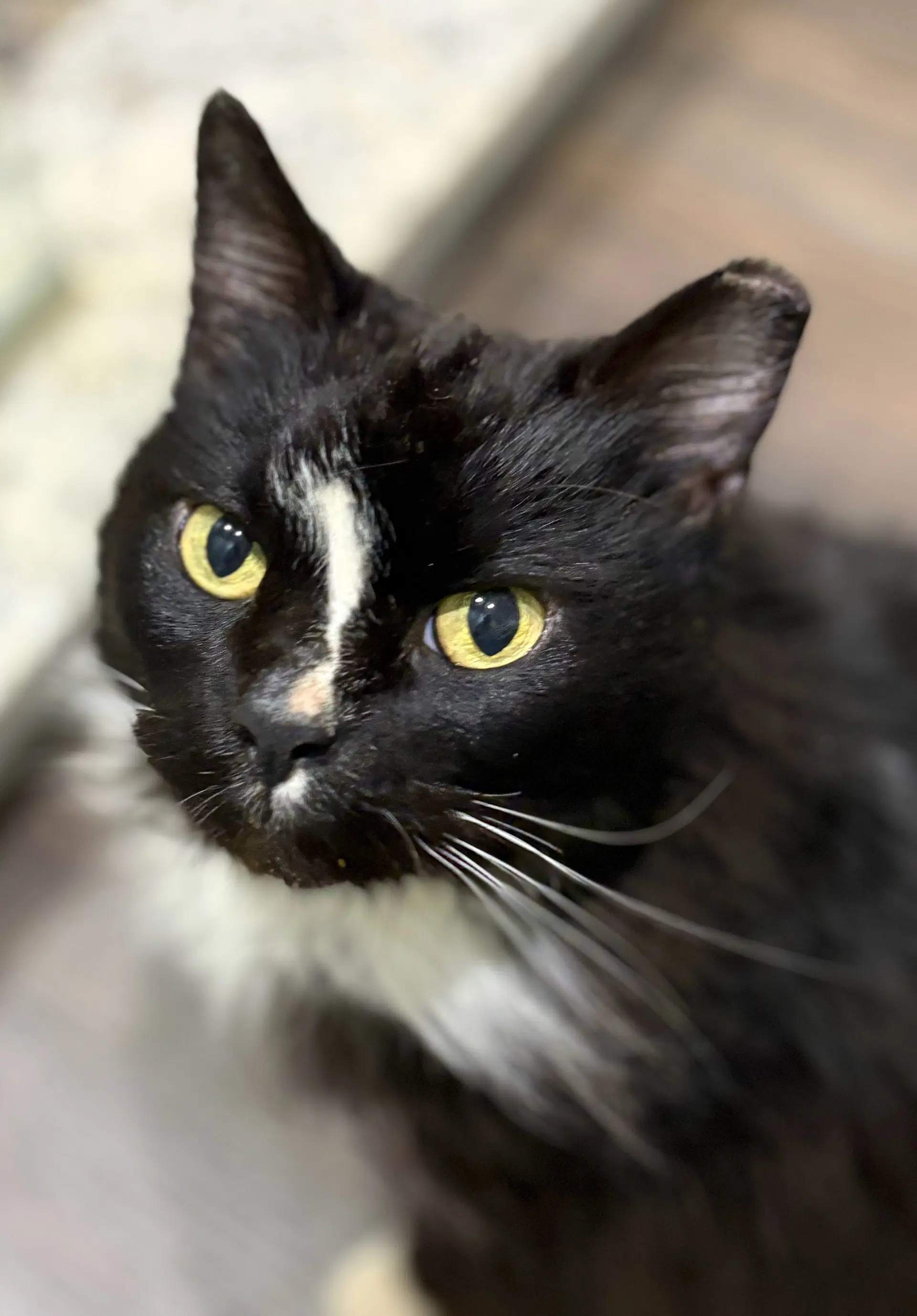 Jj - Domestic Medium Hair