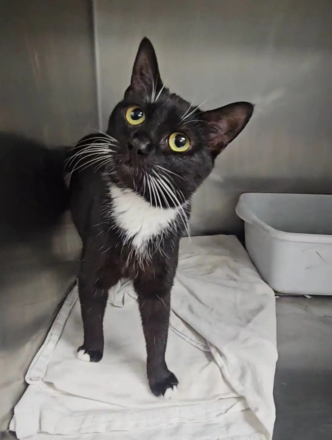 Smoke - Domestic Short Hair