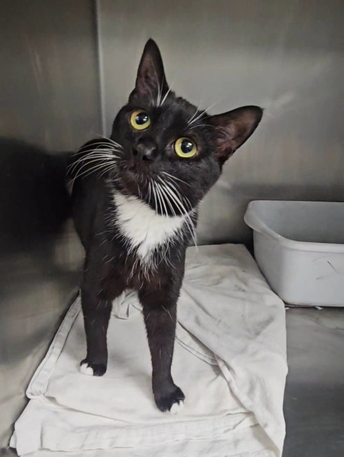*Smoke, an adoptable Domestic Short Hair in Forest, VA