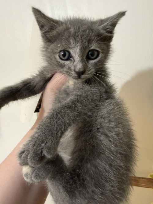 *Denim, an adoptable Domestic Short Hair in Forest, VA