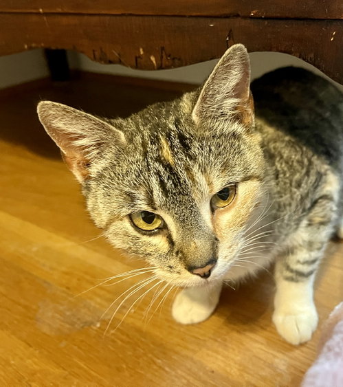 *Mama Taco, an adoptable Domestic Short Hair in Forest, VA