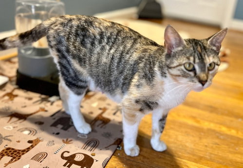 *Mama Taco, Adult Domestic Short Hair / Calico (short coat), cat for adoption in Forest, Virginia