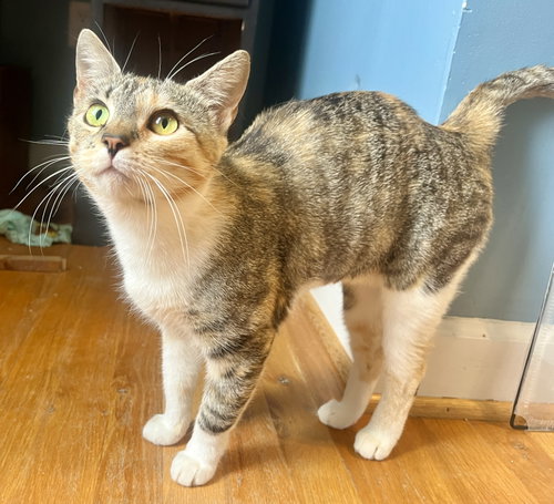 *Mama Taco, an adoptable Domestic Short Hair in Forest, VA