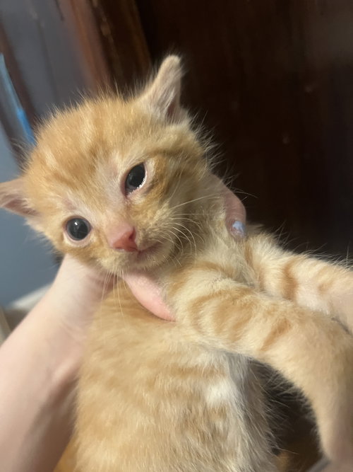 *Fish, an adoptable Domestic Short Hair in Forest, VA