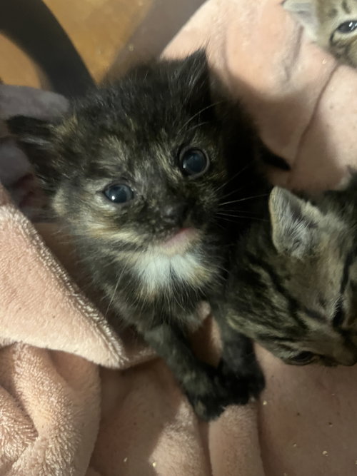 *Tortilla, an adoptable Domestic Short Hair in Forest, VA