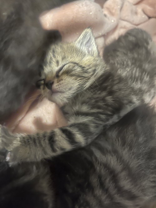 *Queso, an adoptable Domestic Short Hair in Forest, VA