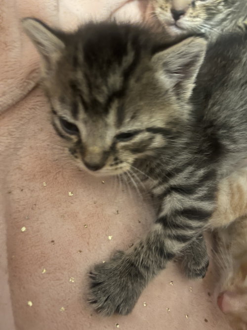 *Salsa, an adoptable Domestic Short Hair in Forest, VA