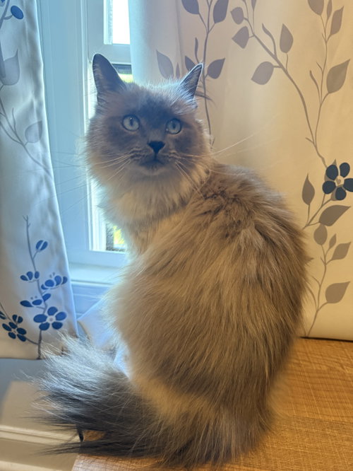 *Neeko, an adoptable Domestic Long Hair in Forest, VA